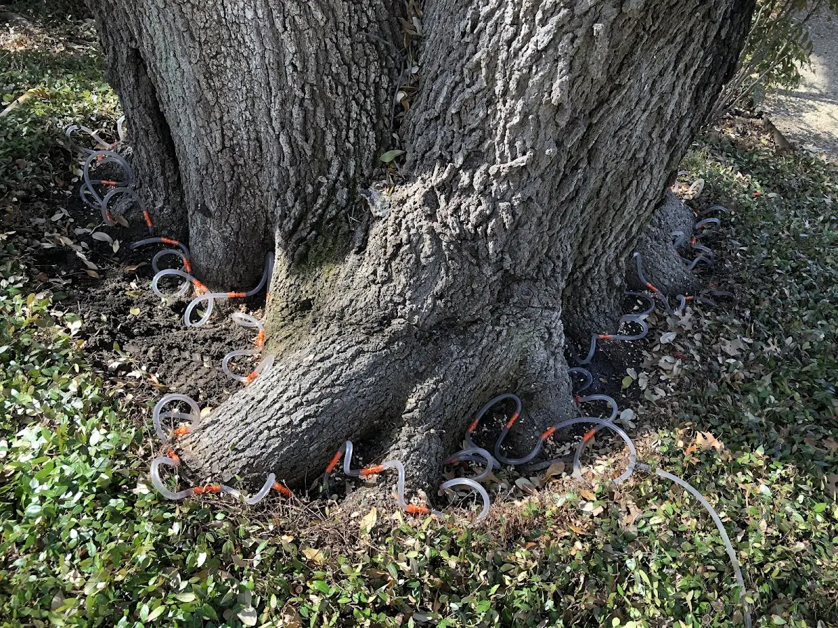 Detailed Tree Cabling and Bracing job site in Glendale Springs