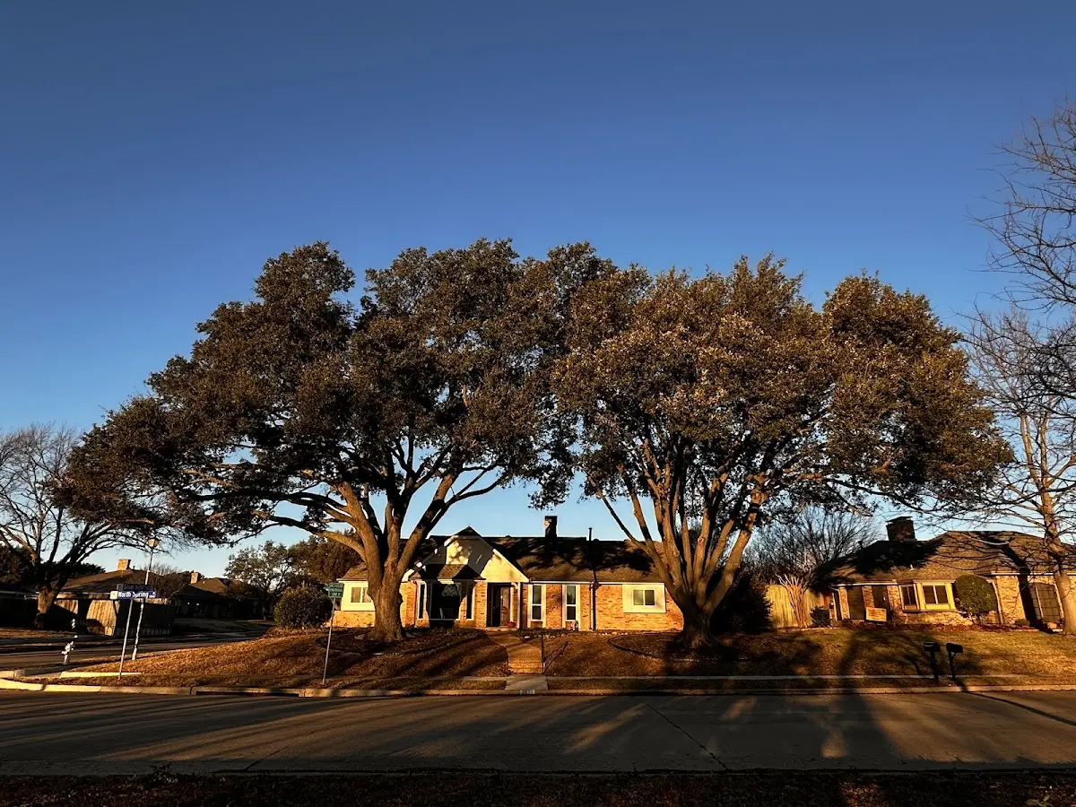 Established residential canopy tree shading a home in Glendale Springs